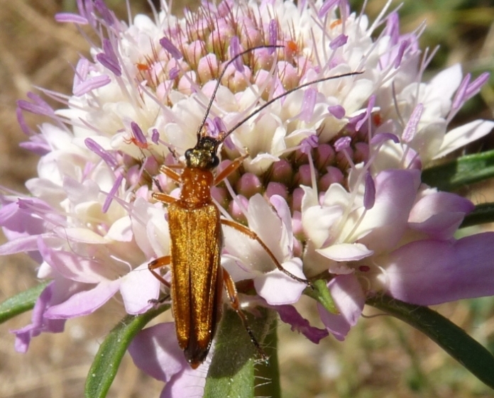 Oedemera d''oro